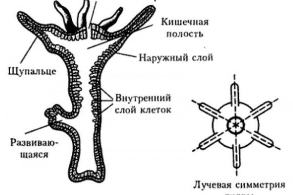 Кракен вход kr2web in