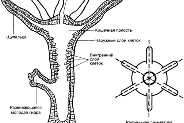 Что такое кракен маркет торкнет